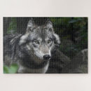 Recherche de portrait gris loups loups gris puzzles Sauvage
