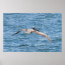 Recherche de les bas posters Oiseaux