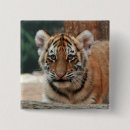 Recherche de de tigre carrés badges Sauvage