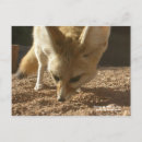 Recherche de fennec cartes postales Animaux