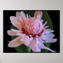 Recherche de torche posters Tropical