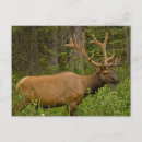 Recherche de élan cartes postales Bois
