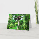 Recherche de libellules vœux cartes Photographie