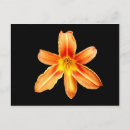 Recherche de lilium cartes postales Orange