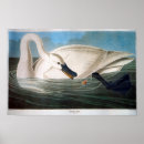 Recherche de cygnes posters Cygne trompette