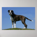 Recherche de de boxeur art Brindle