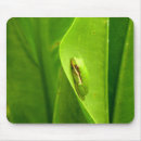 Recherche de grenouille verte tapis souris Amphibien