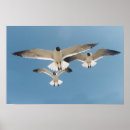 Recherche de stern posters Plage
