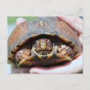 Recherche de tortue boîte cartes postales Reptile
