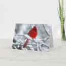 Recherche de joli oiseau vœux cartes Neige