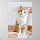 Recherche de baby sitting posters Kitten
