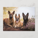 Recherche de chiens berger belges cartes postales Malinois