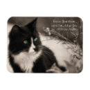 Recherche de délivrance magnets Chat