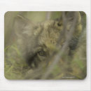Recherche de tête loup tapis souris Nature