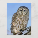 Recherche de hibou neige cartes postales Arbre