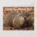 Recherche de canard heureux cartes postales Journée de la marmotte