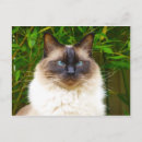 Recherche de instagram cartes postales Amis