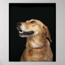 Recherche de mélangé posters Animal