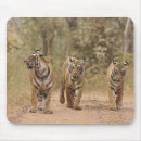 Recherche de tigre du bengale tapis souris Asiatique