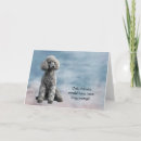 Recherche de caniche standard animaux articles Dog