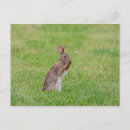 Recherche de timide cartes postales Mignon