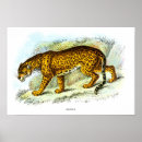 Recherche de jaguar posters Forêt