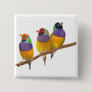Recherche de aviaire badges Faune