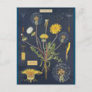 Recherche de pissenlit cartes postales Plante