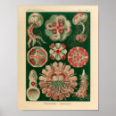 Recherche de ernst art Haeckel
