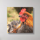 Recherche de coq toiles Oiseaux