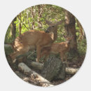 Recherche de biche autocollants Faune