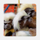 Recherche de singe ornements Animaux sauvages