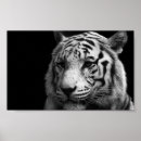 Recherche de white tiger posters Wildlife