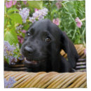 Recherche de baquet Chiot