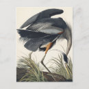 Recherche de john james audubon cartes postales Oiseaux d'amérique