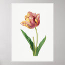 Recherche de vintage tulip posters Botanique