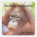 Recherche de grande singe autocollants Orang outan