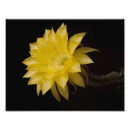 Recherche de hybride posters Fleur