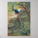 Recherche de de faisan art Animal