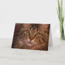 Recherche de aux cheveux longs vœux cartes Chats