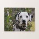 Recherche de dalmate puzzles Animal de compagnie