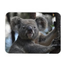 Recherche de marsupiaux magnets Koala