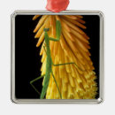 Recherche de plantes fleurissants ornements Botanique