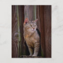 Recherche de regard chat cartes postales Chaton