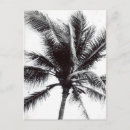 Recherche de noire et blanche cartes postales Plante