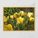 Recherche de crocus cartes postales Jaune