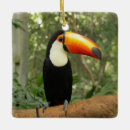 Recherche de toucan ornements Coloré