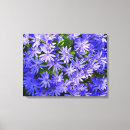 Recherche de osteospermum art Nature