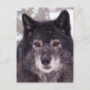 Recherche de photo de loup cartes postales Animal