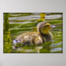 Recherche de ducky posters Photographie